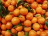 575570_italian_oranges
