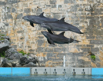 dolphins1