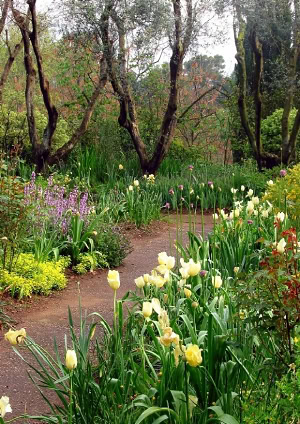 giardino degli ulivi