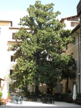 magnolia_cortile_casa_donne