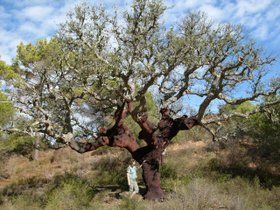 280px-Quercus_suber_algarve