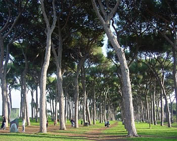 parco_del_pineto_5