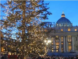 albero_vaticano