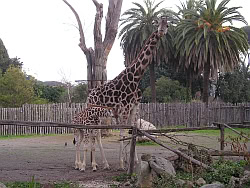 giraffe_bioparco