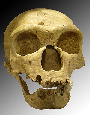 homo_neanderthalensis