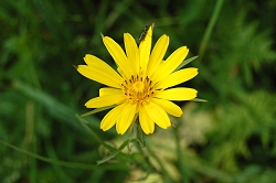 fiore_giallo