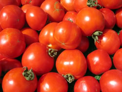 pomodori