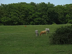 MacchiaGrandeManziana_prato