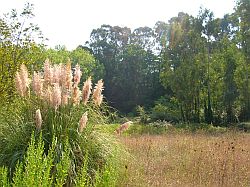 Parco della Cellulosa