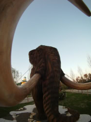 Mammut zoo