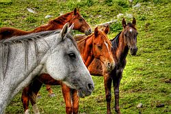 horses