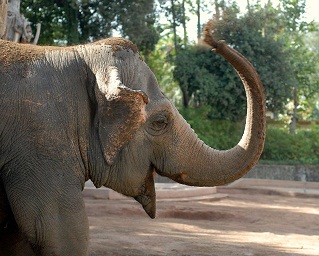 Bioparco elefante d0