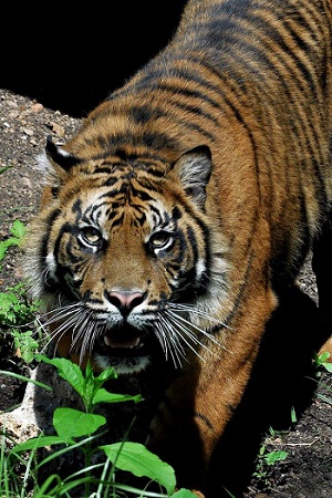 Bioparco tigre1 d0
