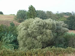 Caffarella_Parco_Natura