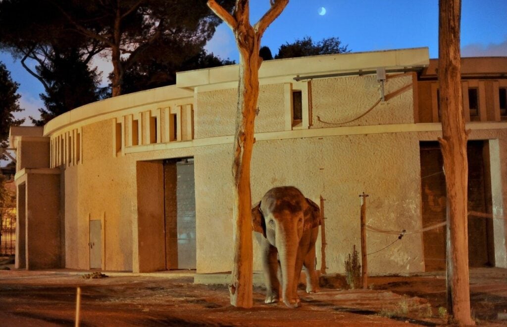 Il Bioparco al tramonto prende il via tra musica lirica e natura