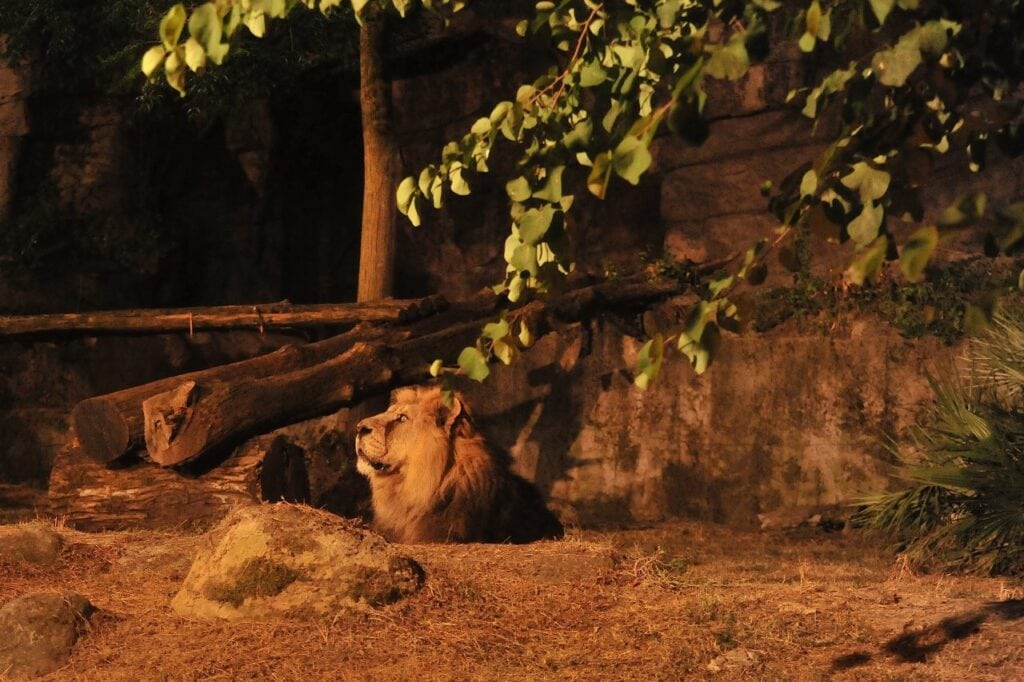 Aperture serali estive al Bioparco di Roma