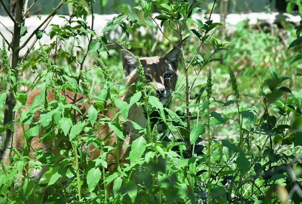Nuova area per le linci euroasiatiche al Bioparco di Roma