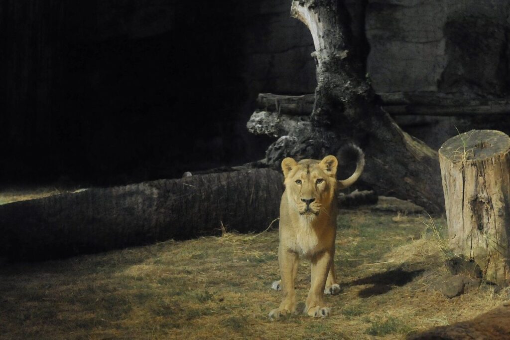 Il Bioparco di Roma al tramonto: eventi speciali e aperture serali