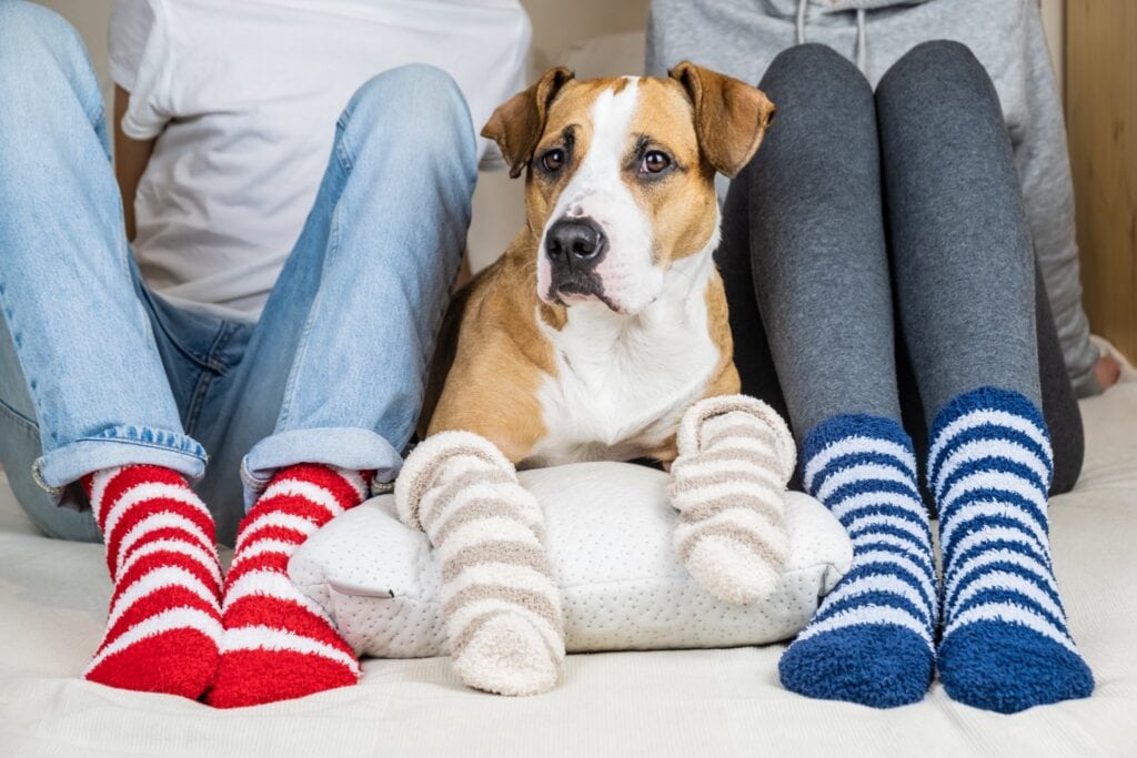 Staffordshire terrier and owners on the bed wearing similar colored socks, concept of a dog as a family member