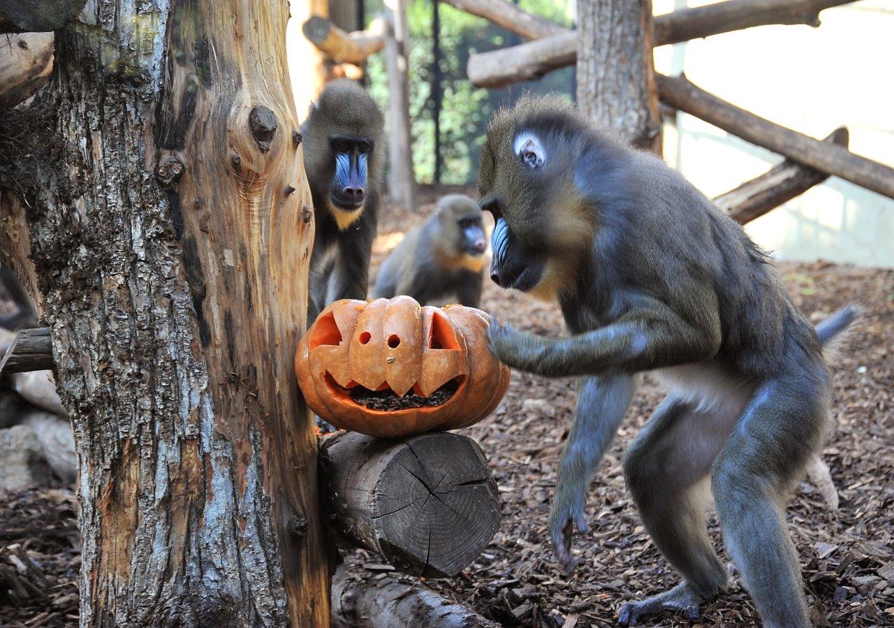 zucche di halloween per gli animali del bioparco di roma da Ezrome.it zucche di halloween per gli animali del bioparco di roma