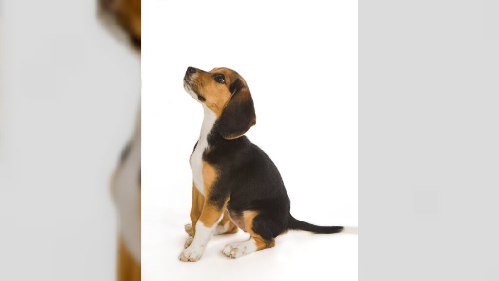 Cute little Beagle puppy dog begging