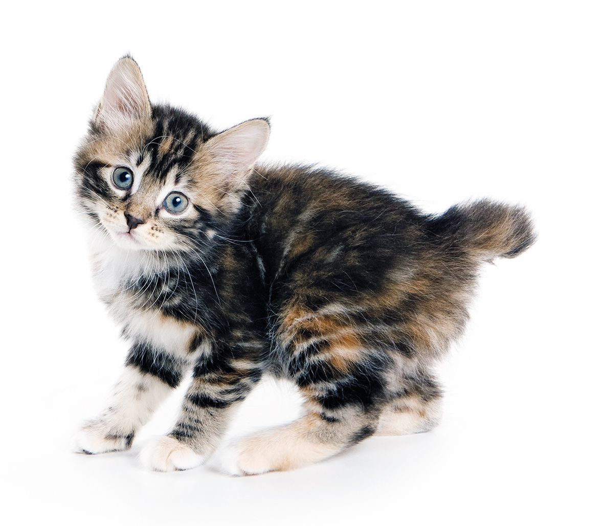 SuperCat Show 2026: torna alla Fiera di Roma la grande mostra felina